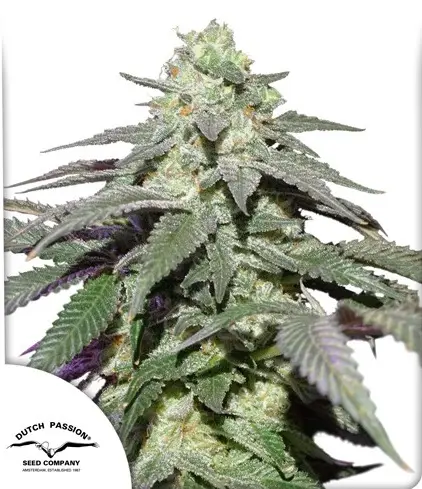 AUTO SKYWALKER HAZE® DUTCH PASSION