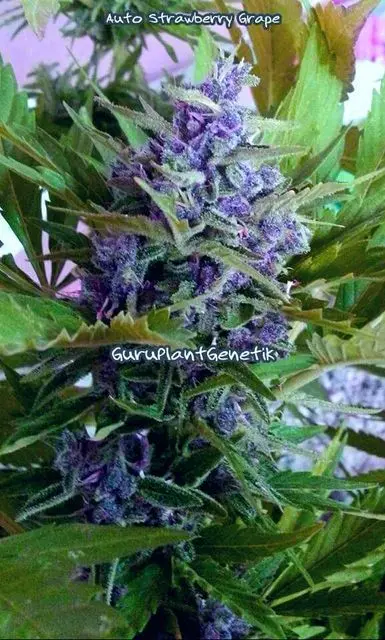 AUTO STRAWBERRY GRAPE GURU PLANT GENETIK