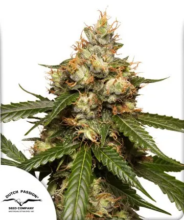 AUTO THC-VICTORY DUTCH PASSION