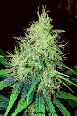 AUTO XXL WASHINGTON WHITE GURU PLANT GENETIK