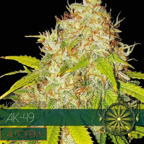 AK-49 – AUTOFEM - VISION SEEDS