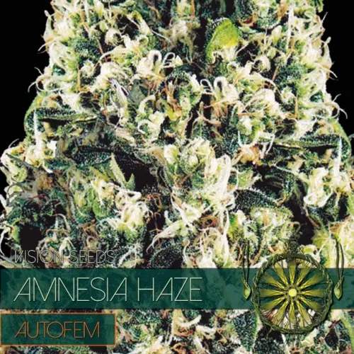 AMNESIA HAZE – AUTOFEM - VISION SEEDS