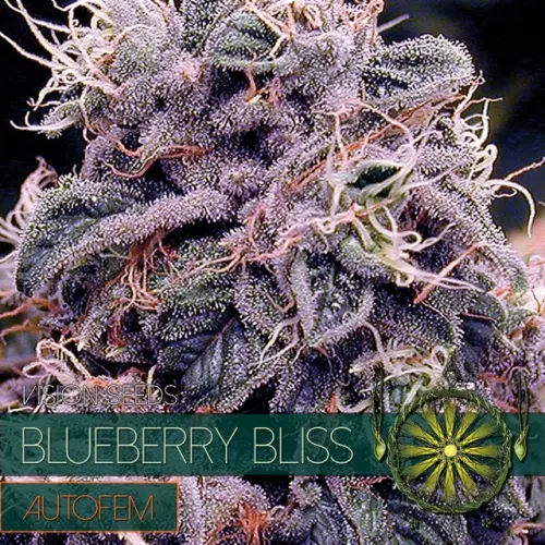 BLUEBERRY BLISS – AUTOFEM - VISION SEEDS