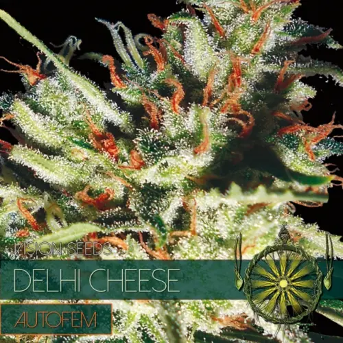 DELHI CHEESE – AUTOFEM - VISION SEEDS