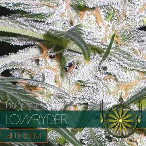 LOWRYDER – AUTOFEM - VISION SEEDS