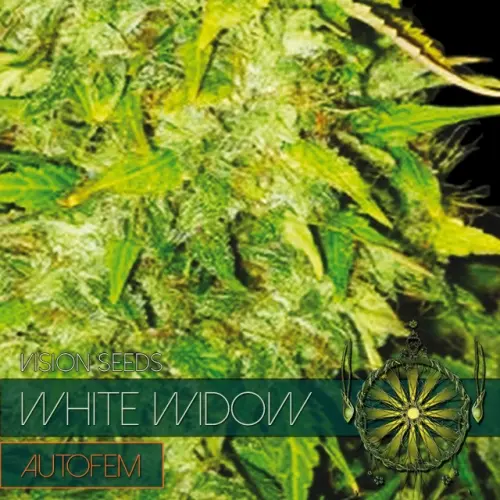 WHITE WIDOW – AUTOFEM - VISION SEEDS