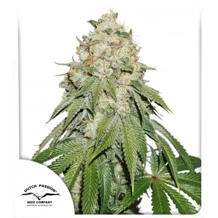 BANANA BLAZE® DUTCH PASSION FEM