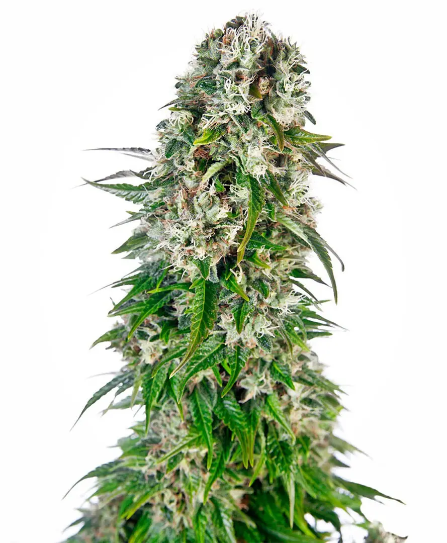 BIG BUD AUTOMATIC SENSI SEEDS