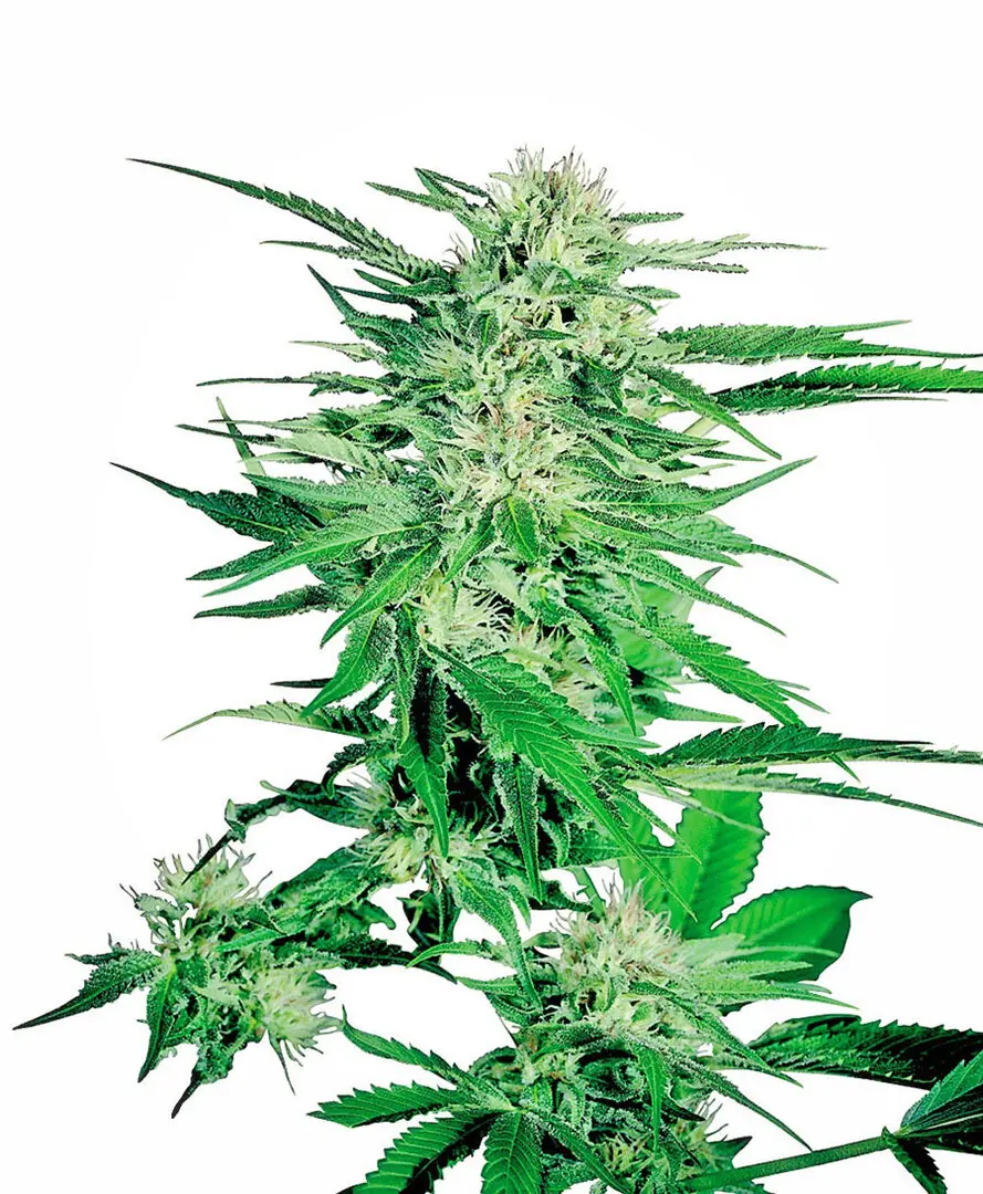 BIG BUD® SENSI SEEDS REG