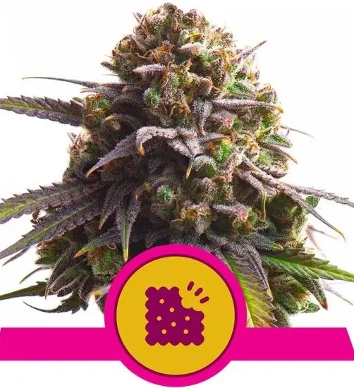 BISCOTTI ROYAL QUEEN SEEDS FEM