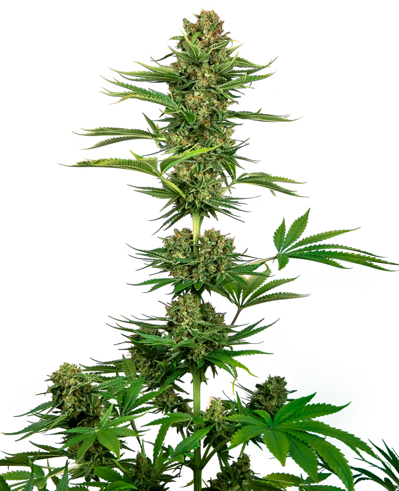 SATIN BLACK DOMINA CBD  SENSI SEEDS