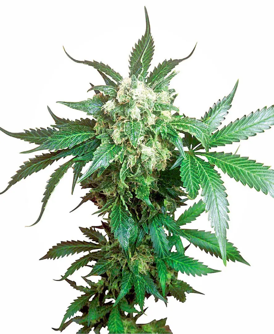 BLACK DOMINA® SENSI SEEDS REG