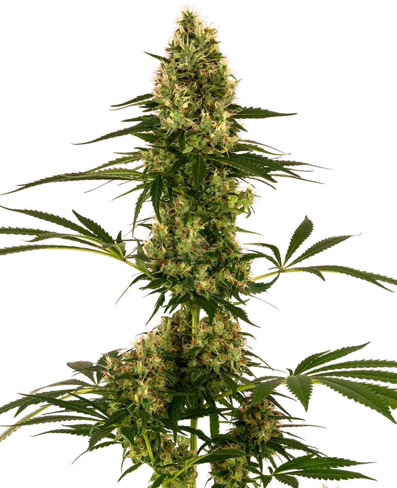 BLUE BULLET AUTOMATIC SENSI SEEDS