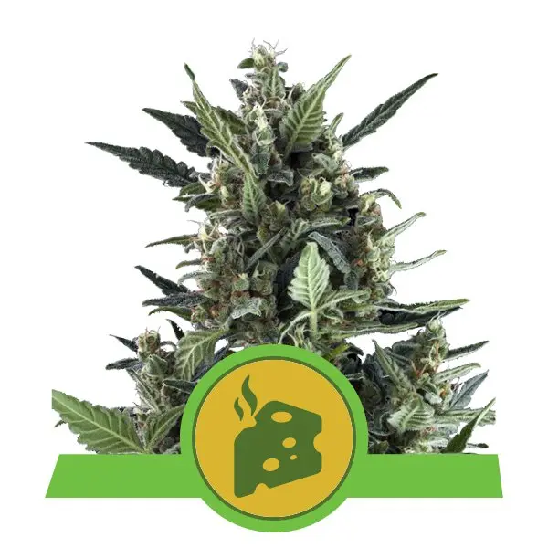 BLUE CHEESE AUTOMATIC ROYAL QUEEN SEEDS