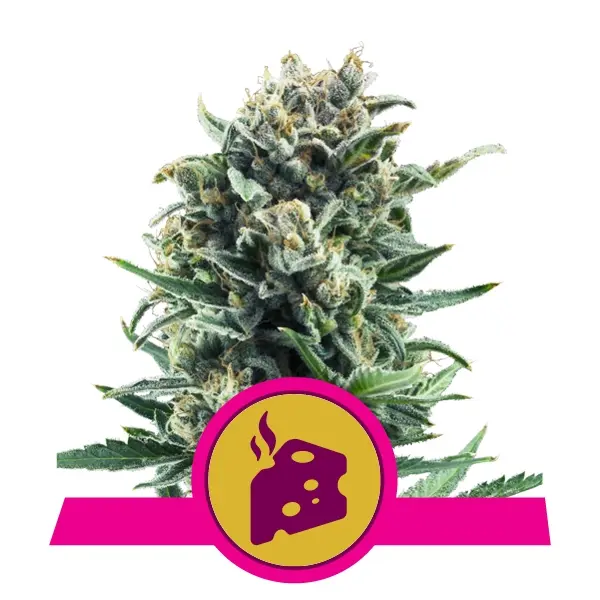 BLUE CHEESE ROYAL QUEEN SEEDS FEM