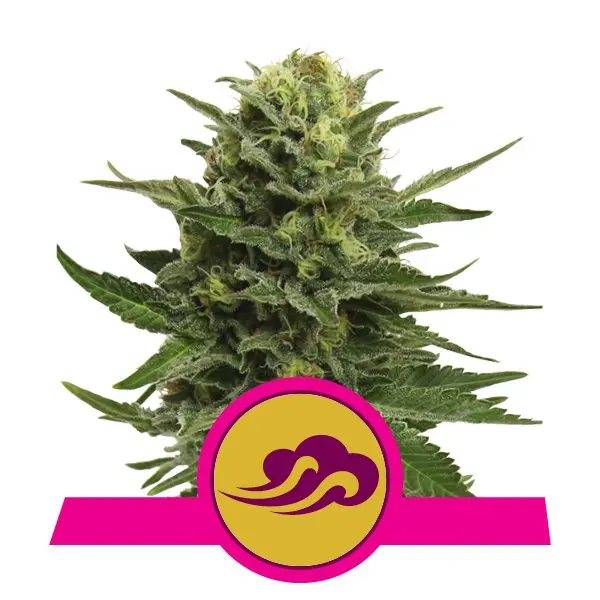 BLUE MYSTIC ROYAL QUEEN SEEDS FEM