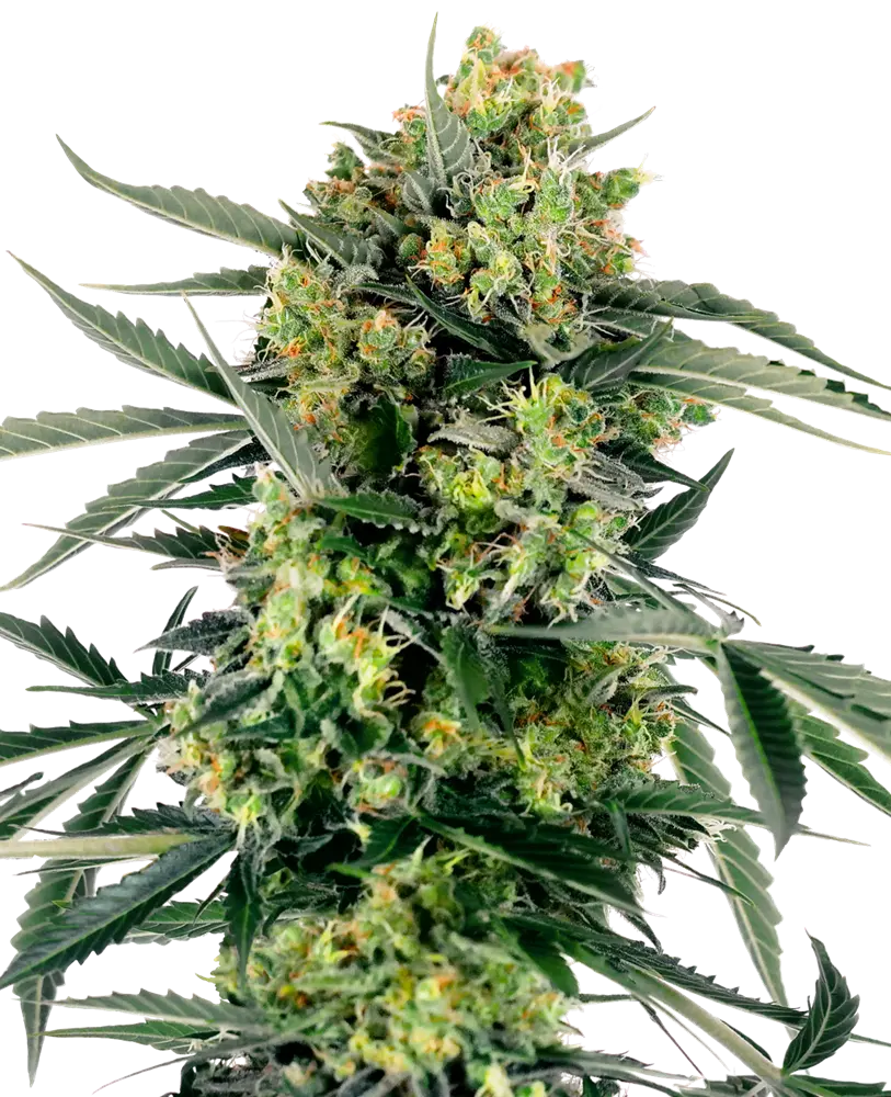 BLUEBERRY ZKITTLEZ AUTOFIORENTI SENSI SEEDS RESEARCH