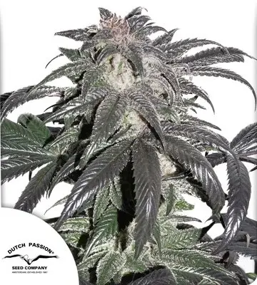 BUBBA ISLAND KUSH ® DUTCH PASSION FEM