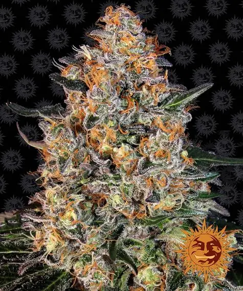 BUBBA KUSH BARNEY'S FARM FEM