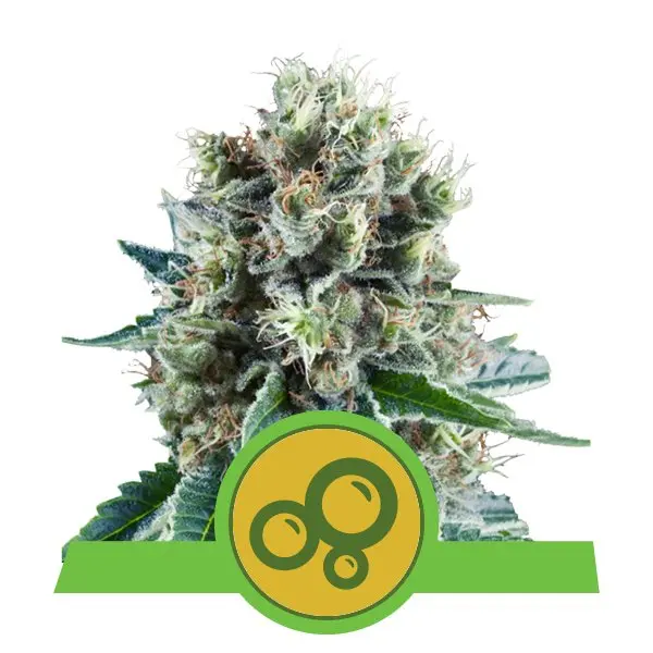 BUBBLE KUSH AUTOMATIC ROYAL QUEEN SEEDS