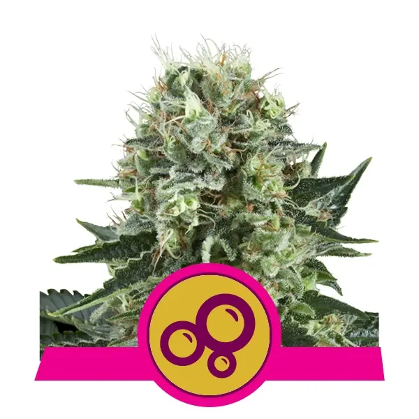 BUBBLE KUSH ROYAL QUEEN SEEDS FEM