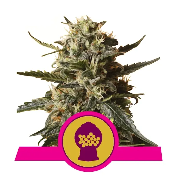 BUBBLEGUM XL ROYAL QUEEN SEEDS FEM