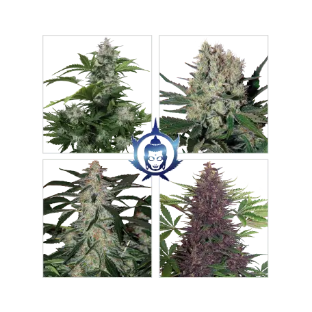 ASSORTED AUTO BUDDHA SEEDS