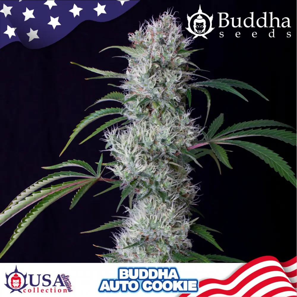 AUTO COOKIE USA COLLECTION STRAINS BUDDHA SEEDS