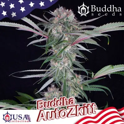 AUTO ZKITT USA COLLECTION STRAINS BUDDHA SEEDS