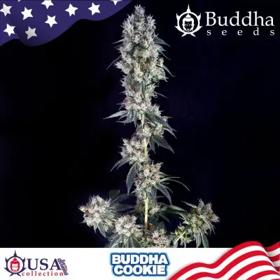 COOKIE USA COLLECTION STRAINS BUDDHA SEEDS