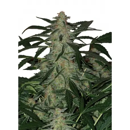 DEIMOS AUTO BUDDHA SEEDS