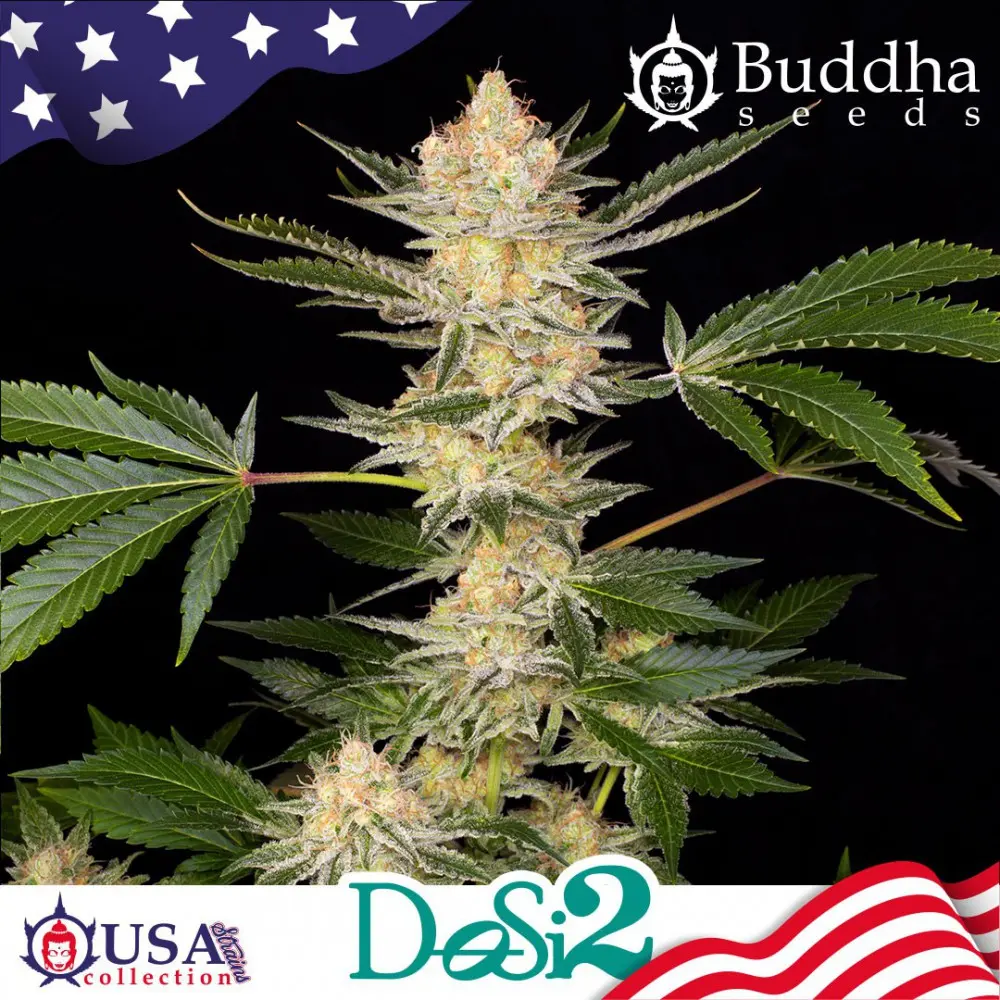 DOSI2 USA COLLECTION STRAINS BUDDHA SEEDS