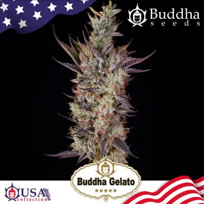 GELATO USA COLLECTION STRAINS BUDDHA SEEDS