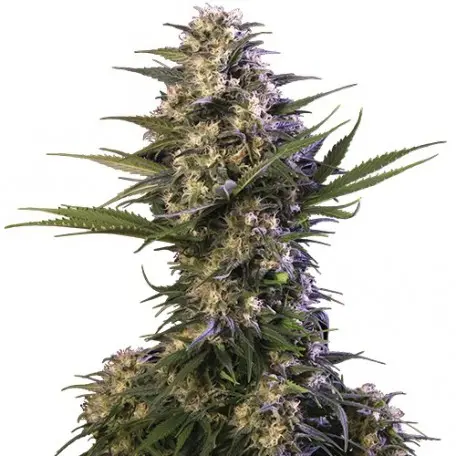 KRAKEN BUDDHA SEEDS FEM