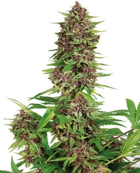 PURPLE KUSH BUDDHA SEEDS FEM