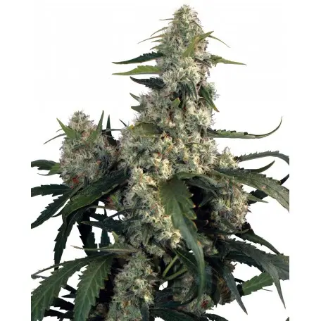 QUASAR BUDDHA SEEDS FEM