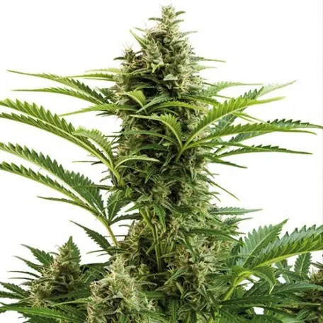 VESTA AUTO BUDDHA SEEDS