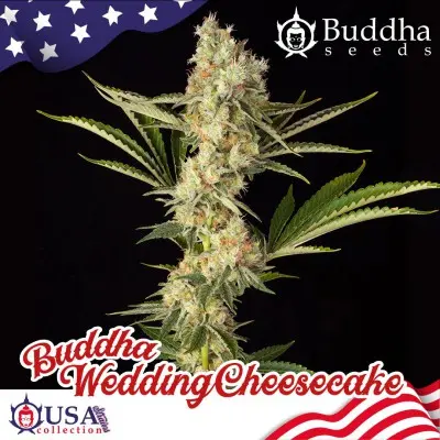 WEDDING CHEESECAKE USA COLLECTION STRAINS BUDDHA SEEDS