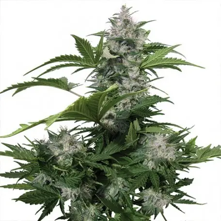 WHITE DWARF AUTO BUDDHA SEEDS