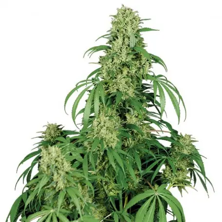 CALAMITY JANE AUTO BUDDHA SEEDS