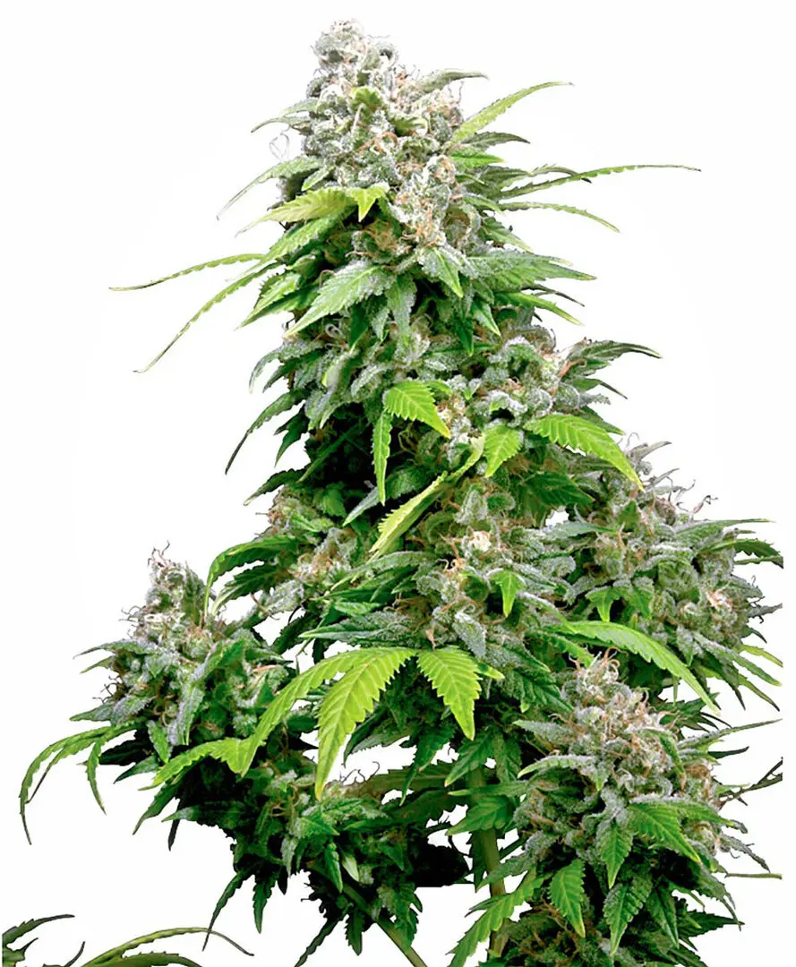 CALIFORNIA INDICA® SENSI SEEDS REG