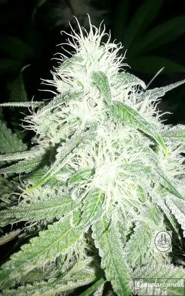 CANADIAN CREAM GURU PLANT GENETIK FEM