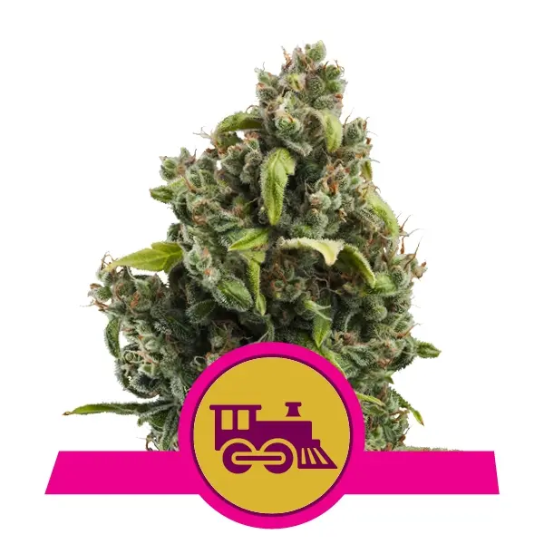 CANDY KUSH EXPRESS (FAST FLOWERING) ROYAL QUEEN SEEDS