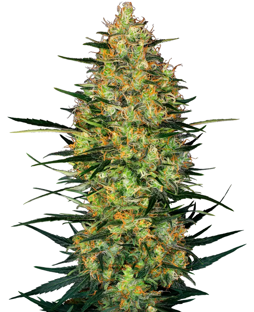 CARAMELLOW KUSH AUTOFIORENTI SENSI SEEDS RESEARCH