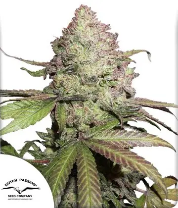 CBD AUTO CHARLOTTE’S ANGEL® DUTCH PASSION