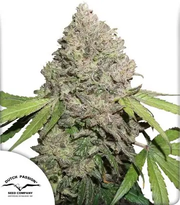 CBD CHARLOTTE’S ANGEL ® DUTCH PASSION