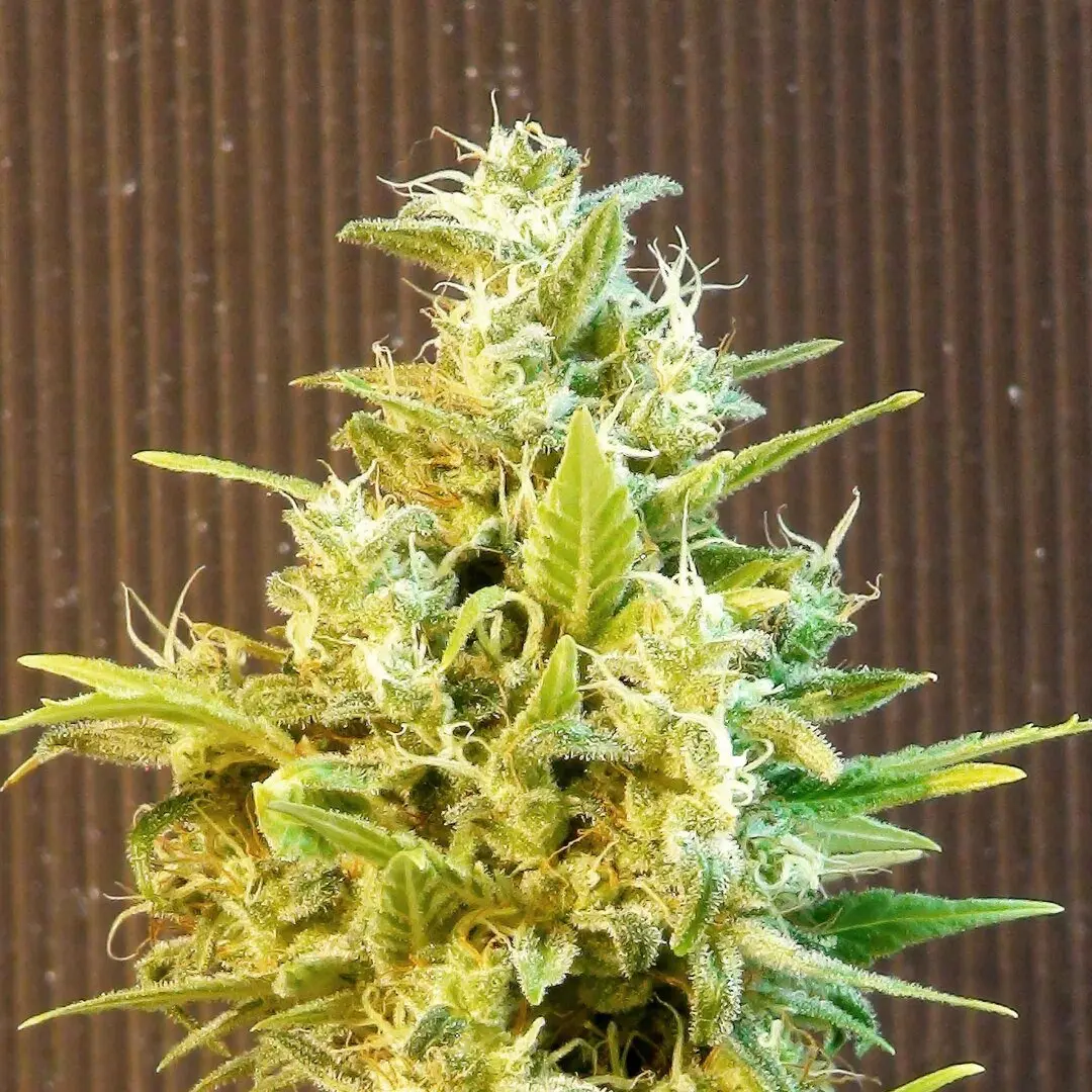 CBG AUTO CBD KANNABIA