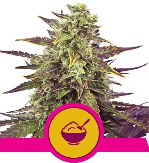 CEREAL MILK ROYAL QUEEN SEEDS FEM