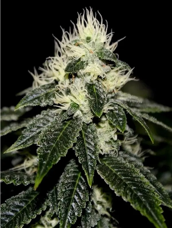 CHEM 91 SK VA THE CALI CONNECTION FEM