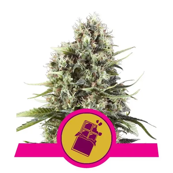 CHOCOLATE HAZE ROYAL QUEEN SEEDS FEM